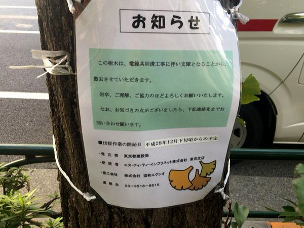 東京都千代田区の白山通りのいちょうの木