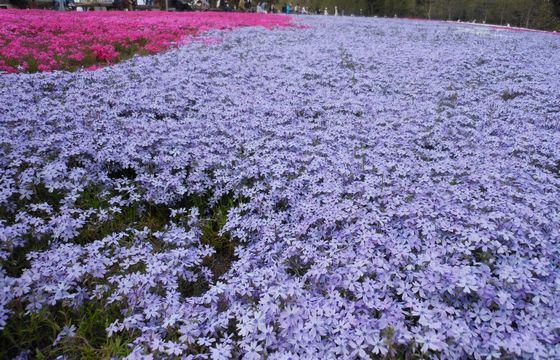 秩父の羊山公園の芝桜の画像