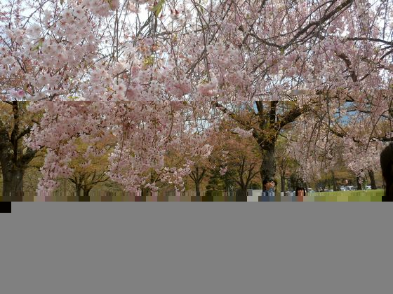 秩父の羊山公園の桜の画像