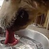 犬と猫の「水の飲み方」が面白い