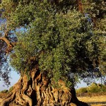 ZOZOタウンで樹齢1000年のオリーブの木が1000万円で販売中