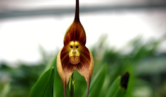 サル顔の花のモンキー・オーキッドの画像
