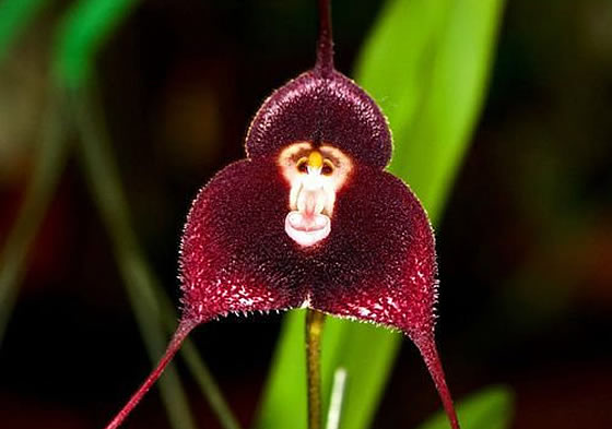サル顔の花のモンキー・オーキッドの画像