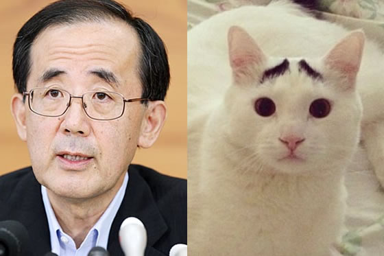 日銀の白川総裁と困り顔の猫のサムが激似