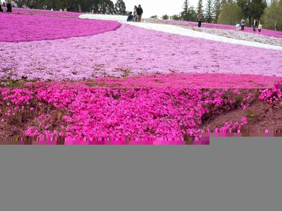 秩父の羊山公園の芝桜の画像